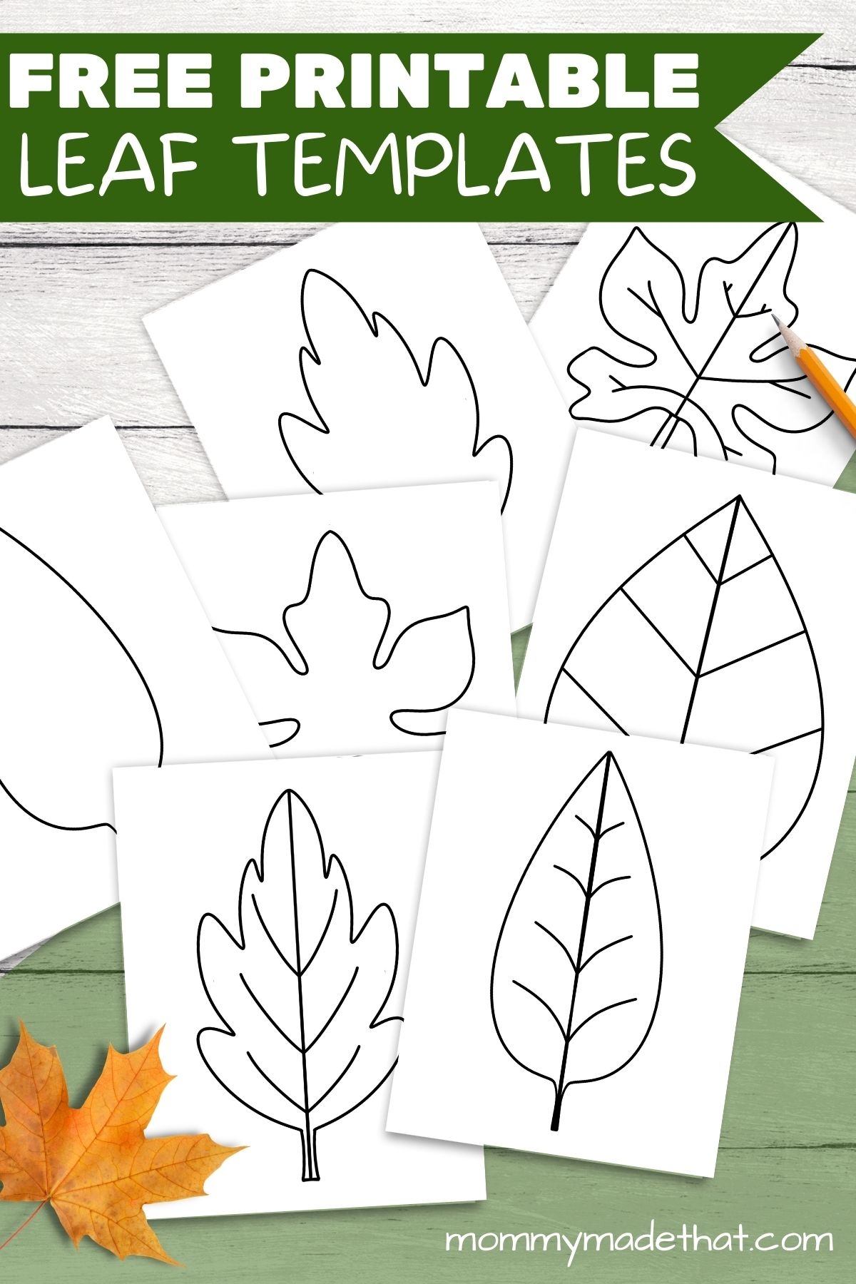 Free Leaf Templates U0026 Outlines Tons Of Printables 
